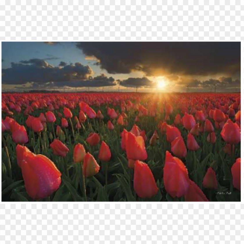 Chilliwack Tulip Festival SunsetTulip Canadian Netherlands Tulips Of The Valley PNG