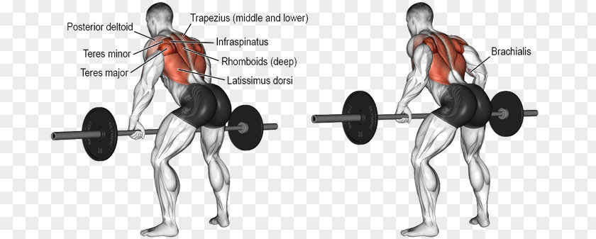 Dumbbell Row Bent-over Exercise Barbell Latissimus Dorsi Muscle PNG