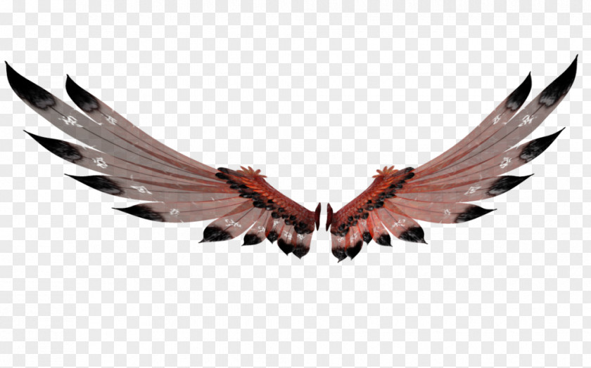 Feather Beak PNG