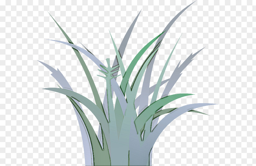 Flowering Plant Terrestrial Grass Houseplant Leaf Flower PNG