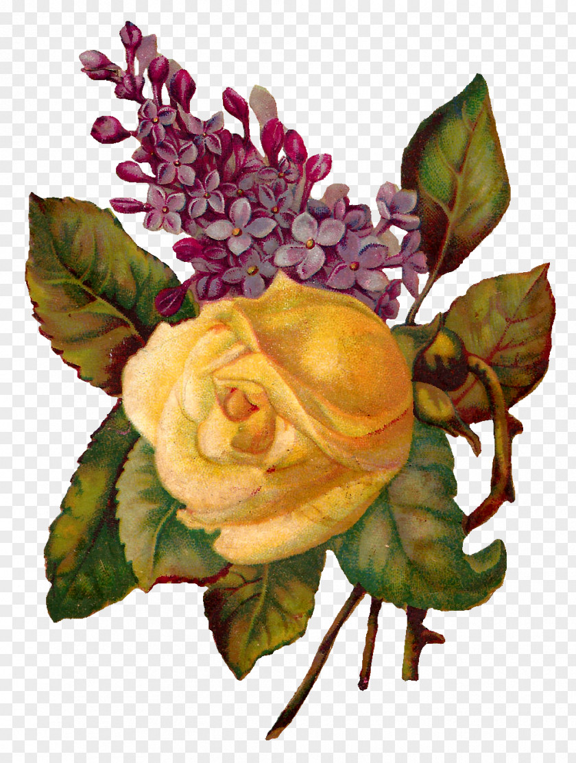 Illustration Centifolia Roses Flower Garden Floral Design PNG