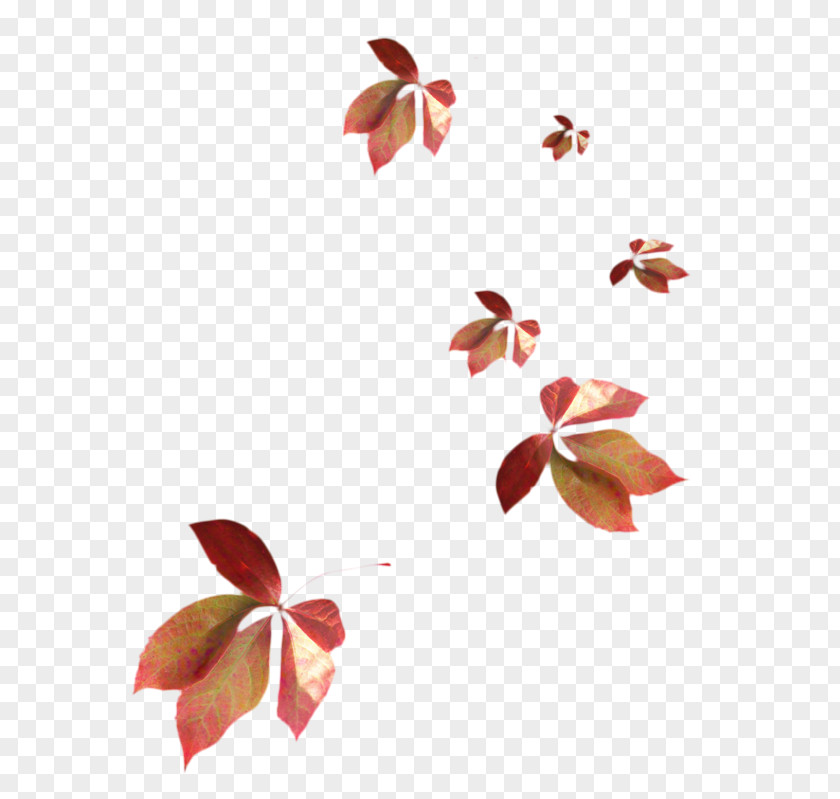 Pedicel Plant Leaf Branch PNG