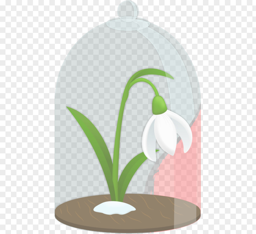 Snowdrop Flowerpot Plant Flower Houseplant PNG