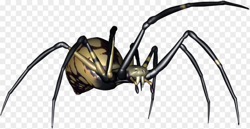 Spider Widow Spiders Digital Image PNG