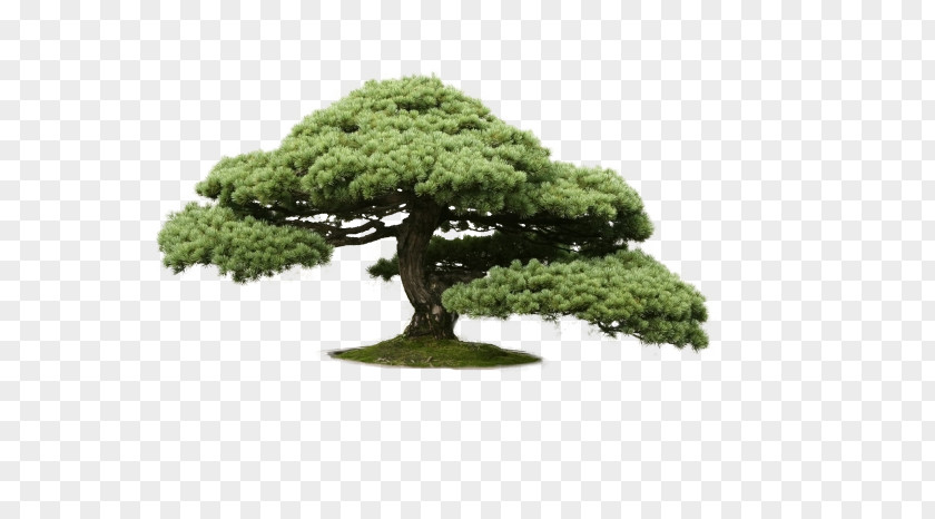 Tree Indoor Bonsai Cedar Chinese Sweet Plum PNG