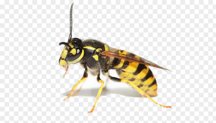 Wasp Bee Hornet Insect Cockroach PNG