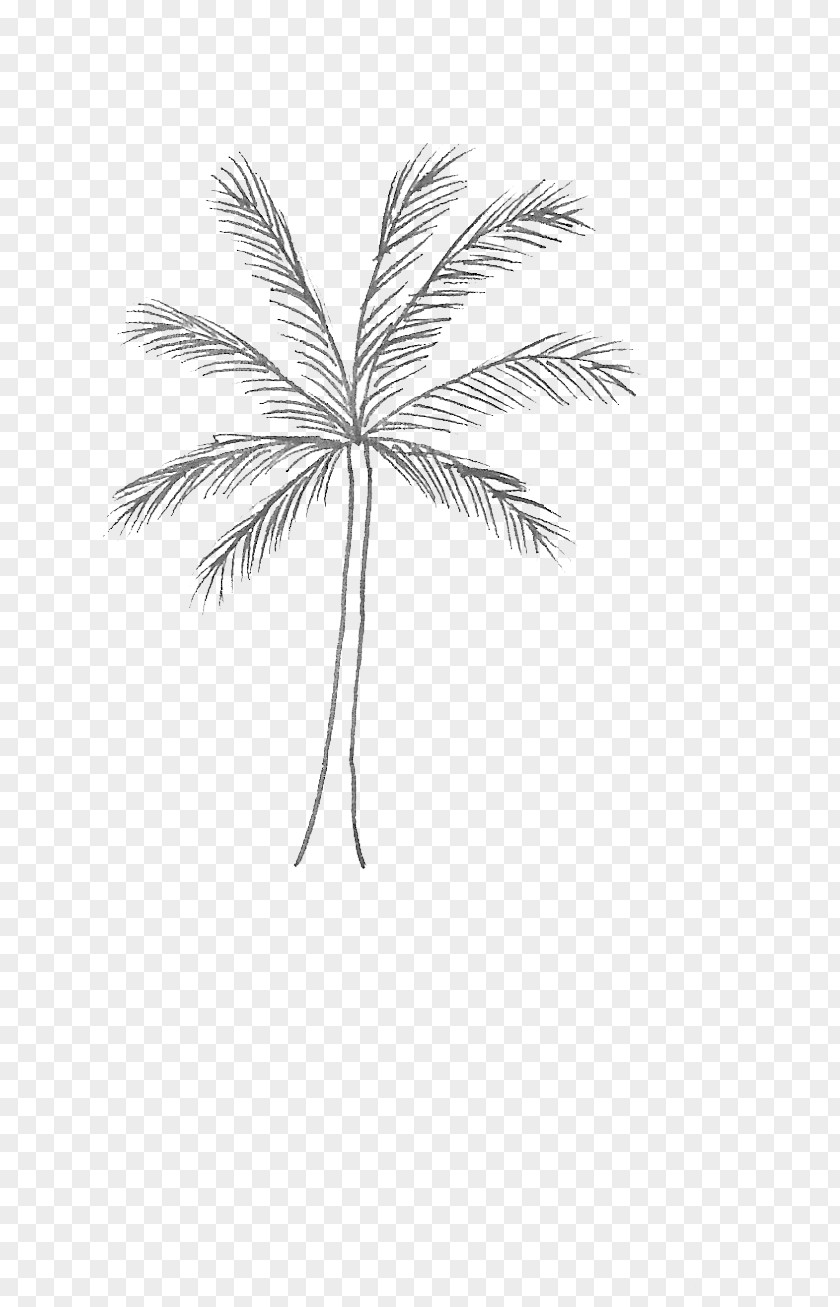 Woody Plant Palm Tree PNG