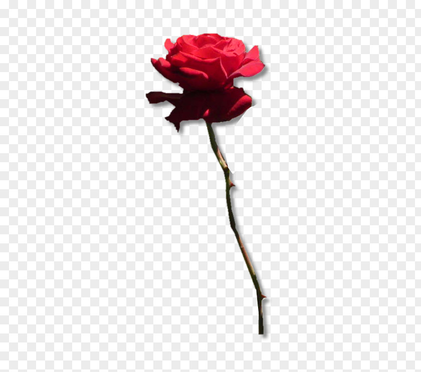 Flower Garden Roses Symbol PNG