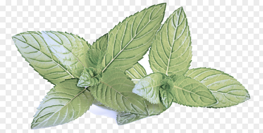 Flowering Plant Basil Leaf Flower Herb PNG