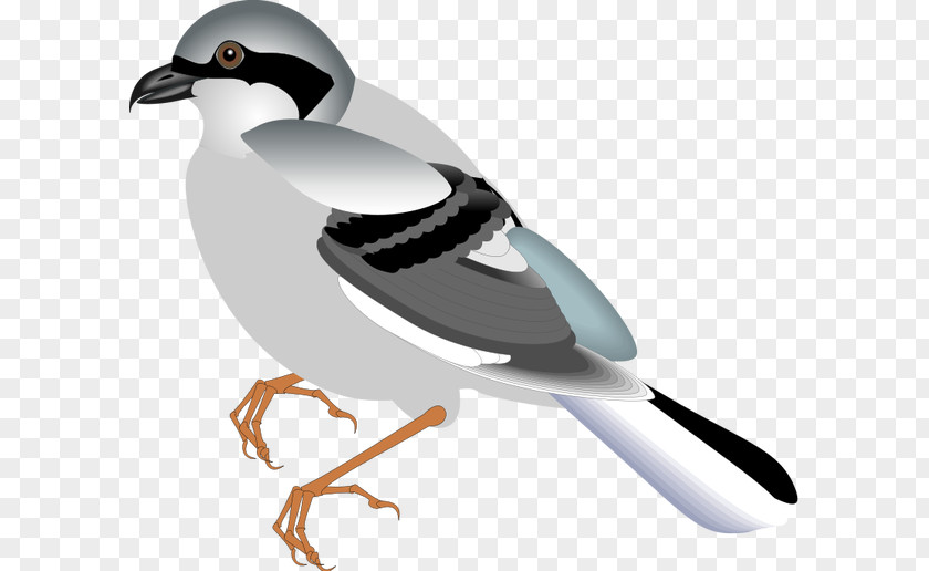 Love Birds Bird Illustrations Clip Art Sparrow Duck PNG