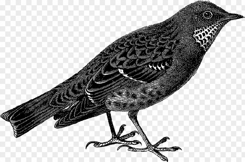 Perching Bird European Starling Cartoon PNG