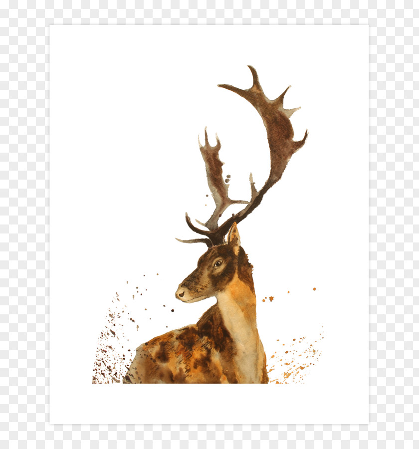 Reindeer Elk Antler Stock Photography PNG