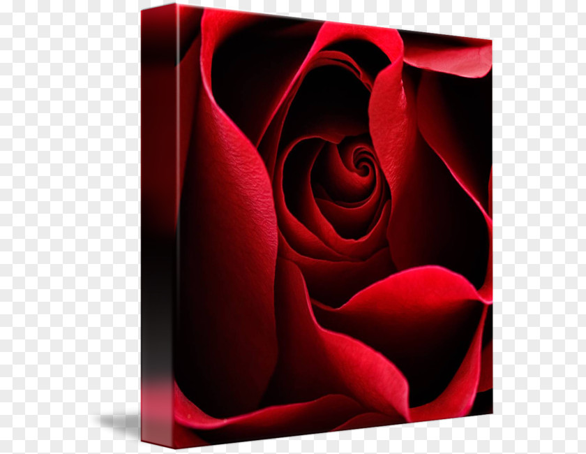 Rose Garden Roses Desktop Wallpaper Petal Computer PNG