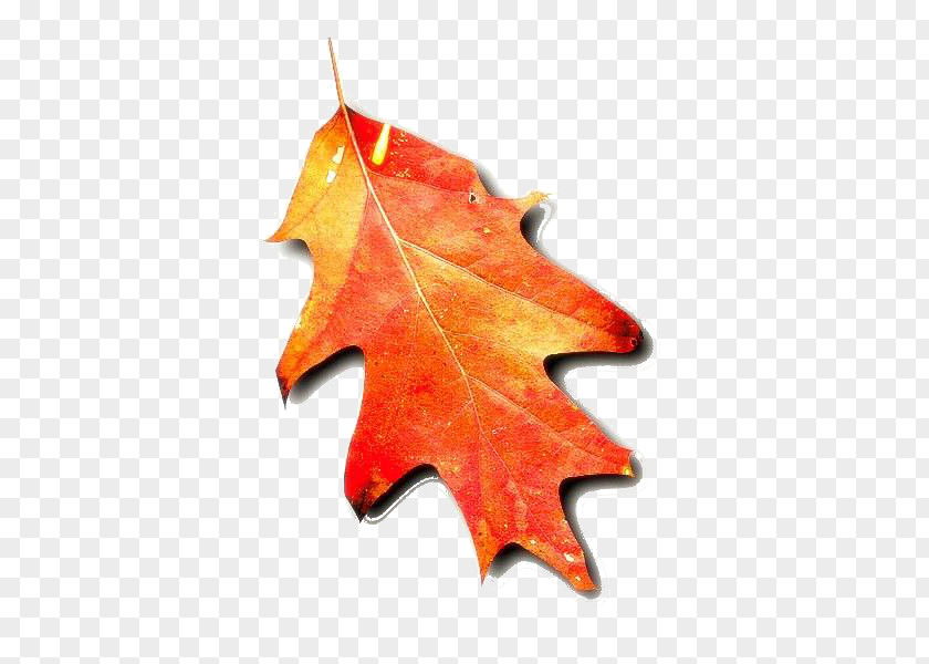 Autumn Leaf Color Tree PNG