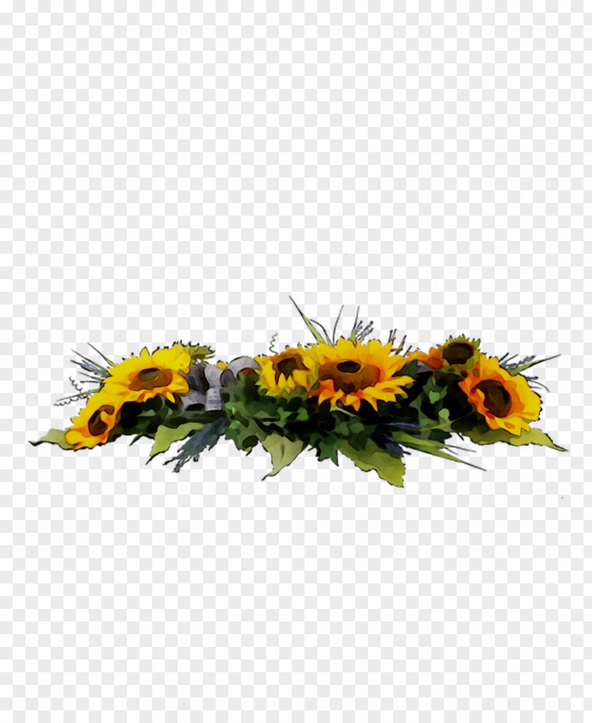 Common Sunflower Floral Design Cut Flowers Transvaal Daisy PNG