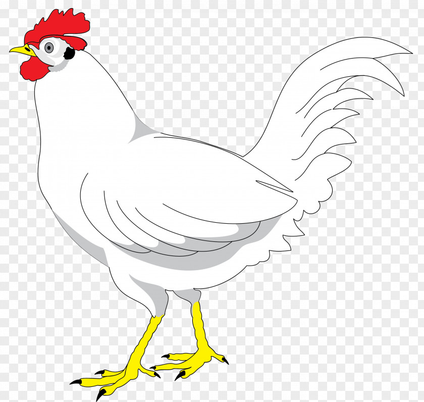 Farm Plymouth Rock Chicken Drawing Animation PNG