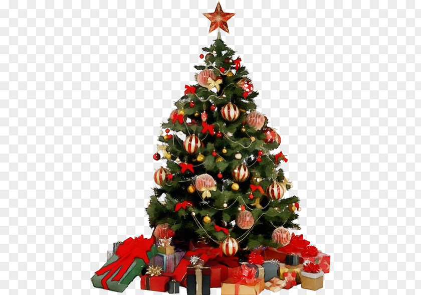 Pine Christmas Eve Tree PNG