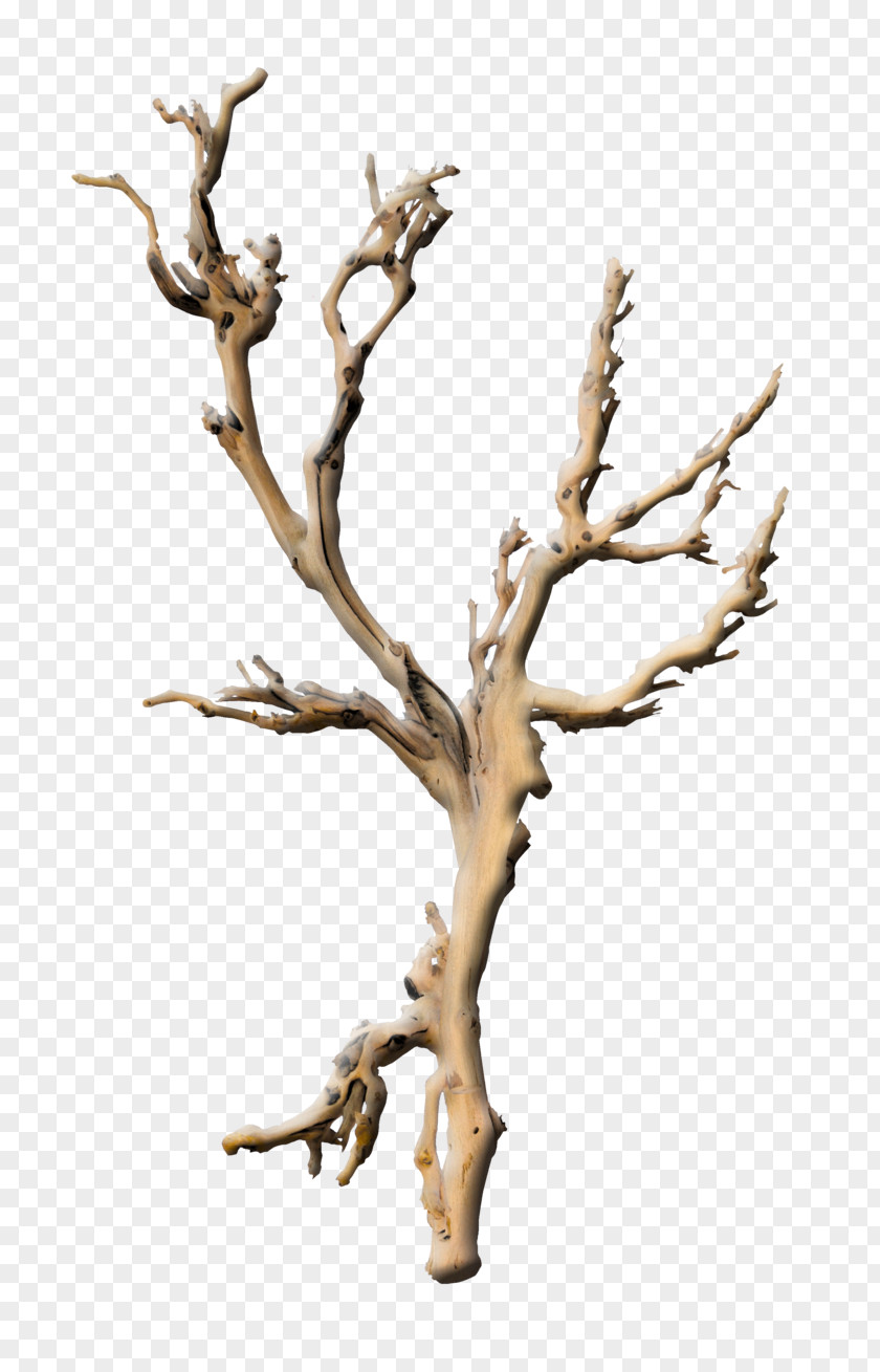 Tree Branches Branch Plant Root Twig PNG