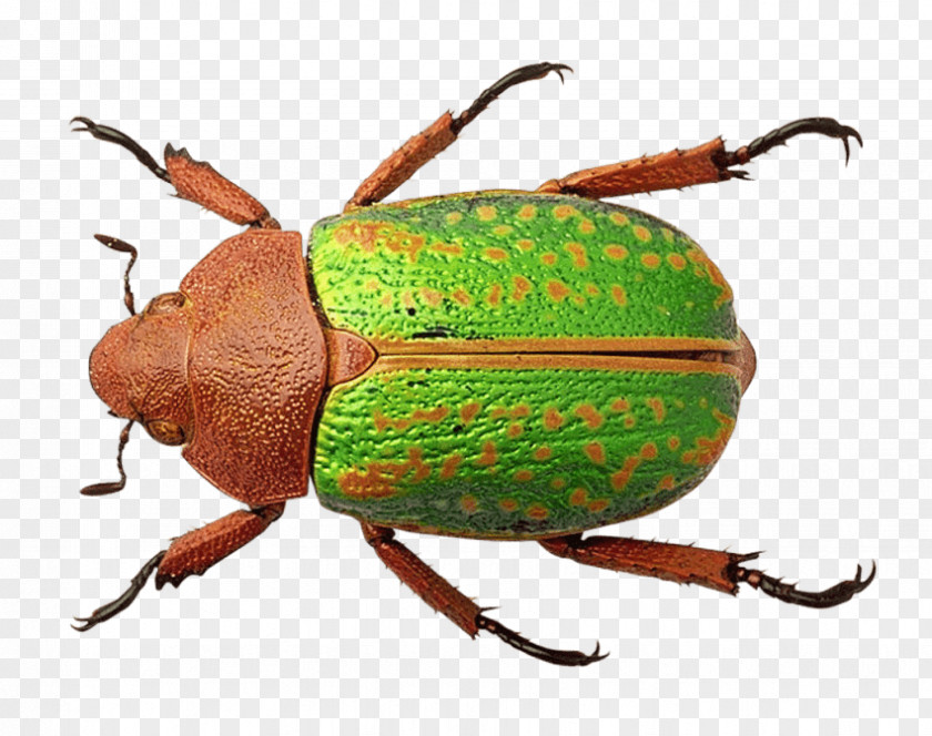 Beetle Weevil Transparency Image PNG