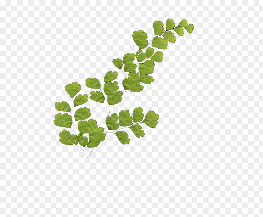 Leaf Vegetable Green Plant Stem Branching PNG
