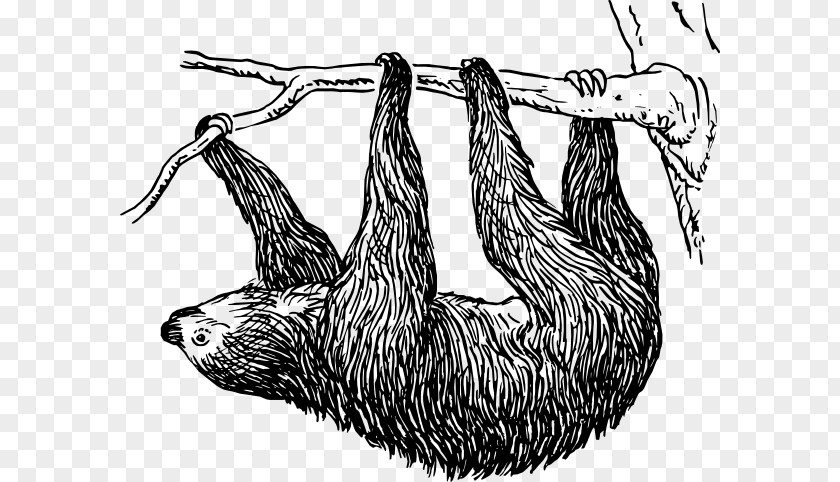Sloth Cliparts Sid Drawing Clip Art PNG