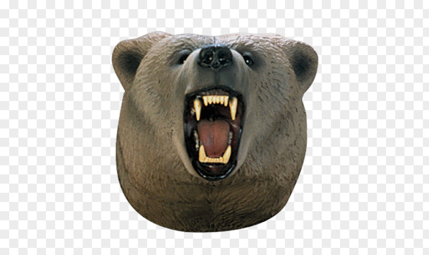 Bear Grizzly Brown Snout Head PNG