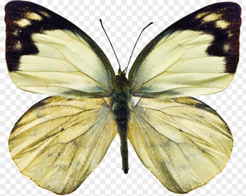 Butterfly Insect Owl White Stock Photography PNG