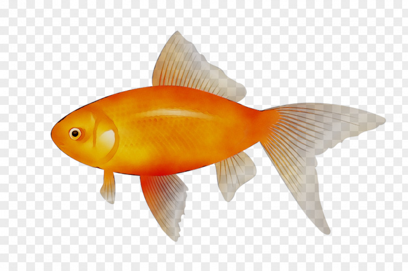 Clip Art Goldfish Vector Graphics PNG