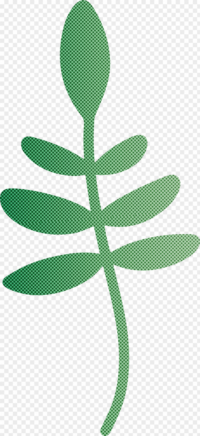 Leaf Plant Stem Tree Flower Green PNG