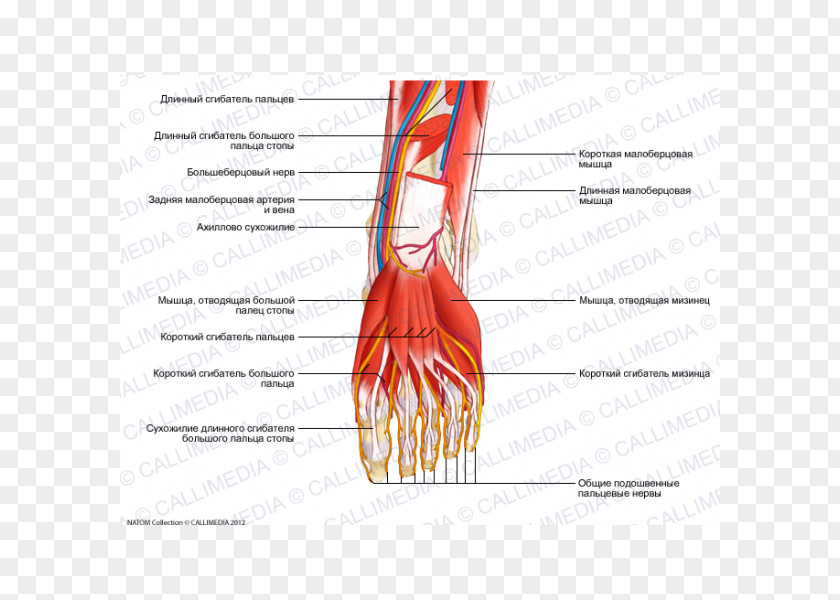 Arm Thumb Nerve Muscle Blood Vessel Foot PNG