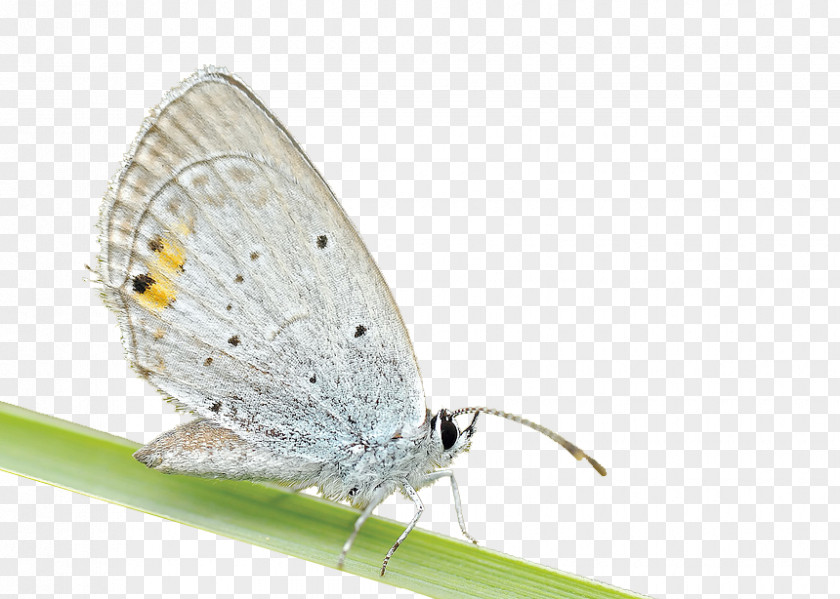Butterfly Insect Motivation Social Media Artistic Inspiration Photography PNG