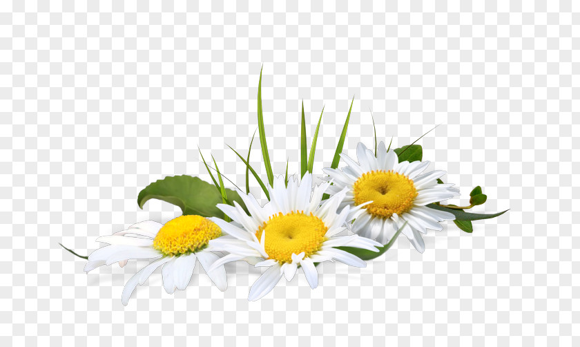 Chamomile Psd Adobe Photoshop File Format PNG