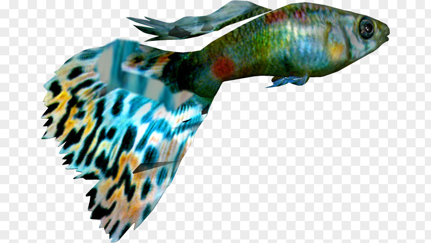 Fish Ornamental Guppy Clip Art PNG