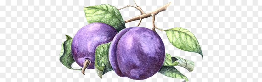 Fruit Drawing Jam Varenye PNG