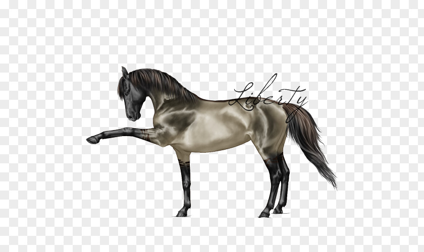 Mustang Mane Stallion Pony Mare PNG