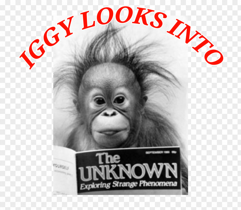 Orangutan Ape Welsh Jokes Poster PNG