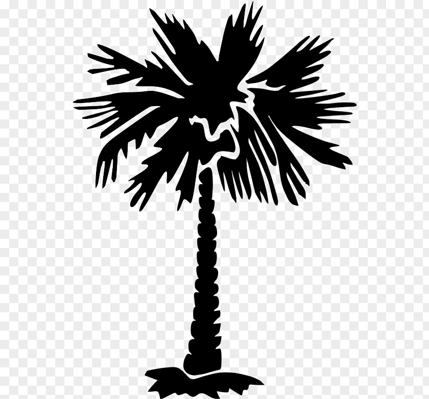 Tree Sabal Palm Arecaceae Clip Art PNG