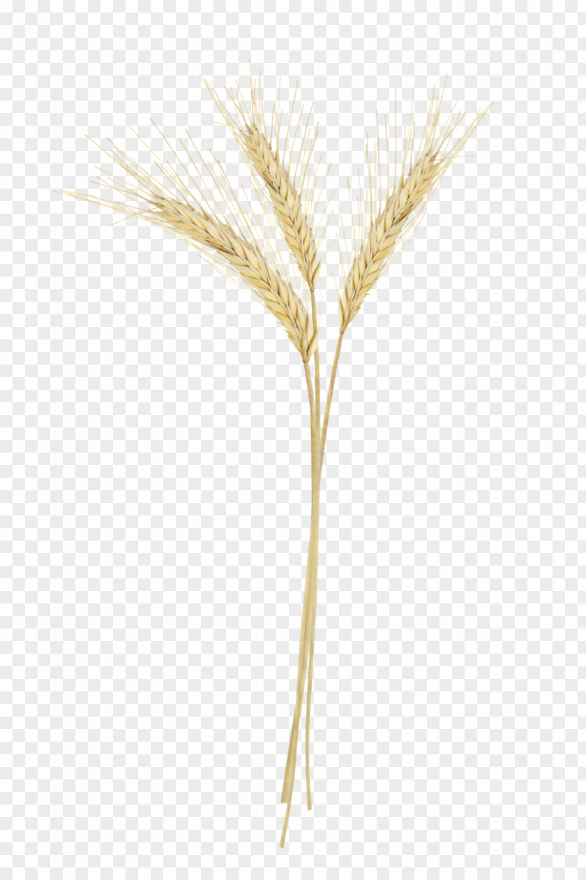Barley And Wheat Emmer Image Triticale Sprouted PNG