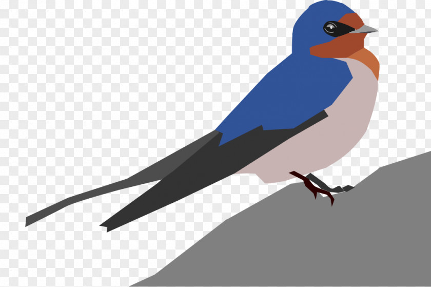 Bird Hirundininae PNG