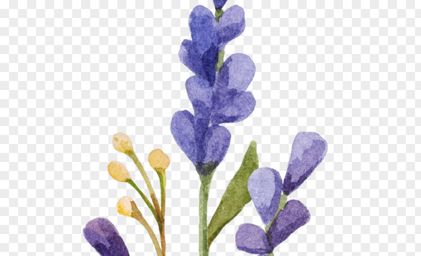 Boudoir English Lavender Watercolor Painting Clip Art PNG