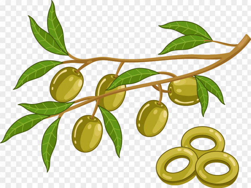 Cartoon Vector Plant Olive Oil Rutabaga PNG