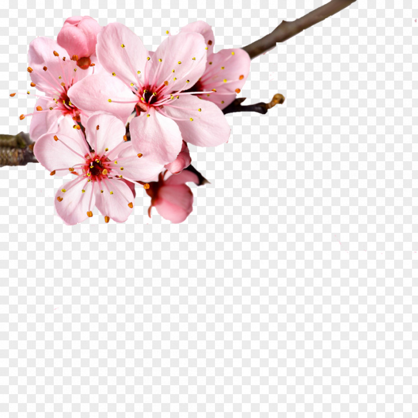 Cherry Blossom Pink Romantic Background Elements Figure Flower Petal PNG