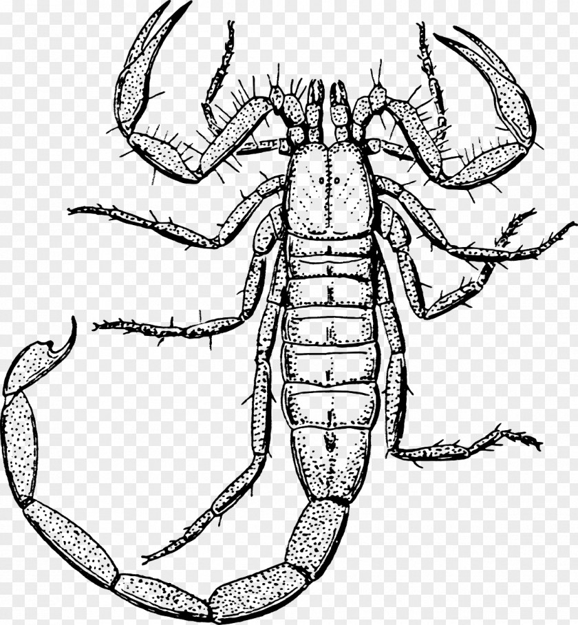 Crawling Scorpion Clip Art PNG