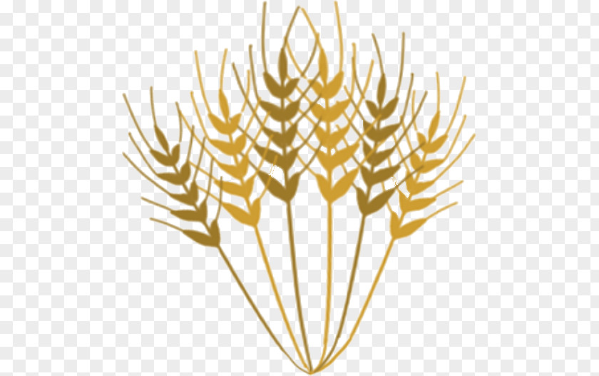 Golden Ears Of Wheat Food Commodity Line Grasses Clip Art PNG