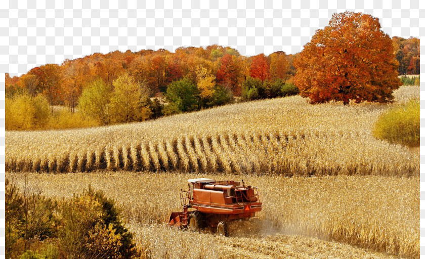 Harvest In The Autumn Beauty Of Three Agriculture High-definition Television Field Video Wallpaper PNG