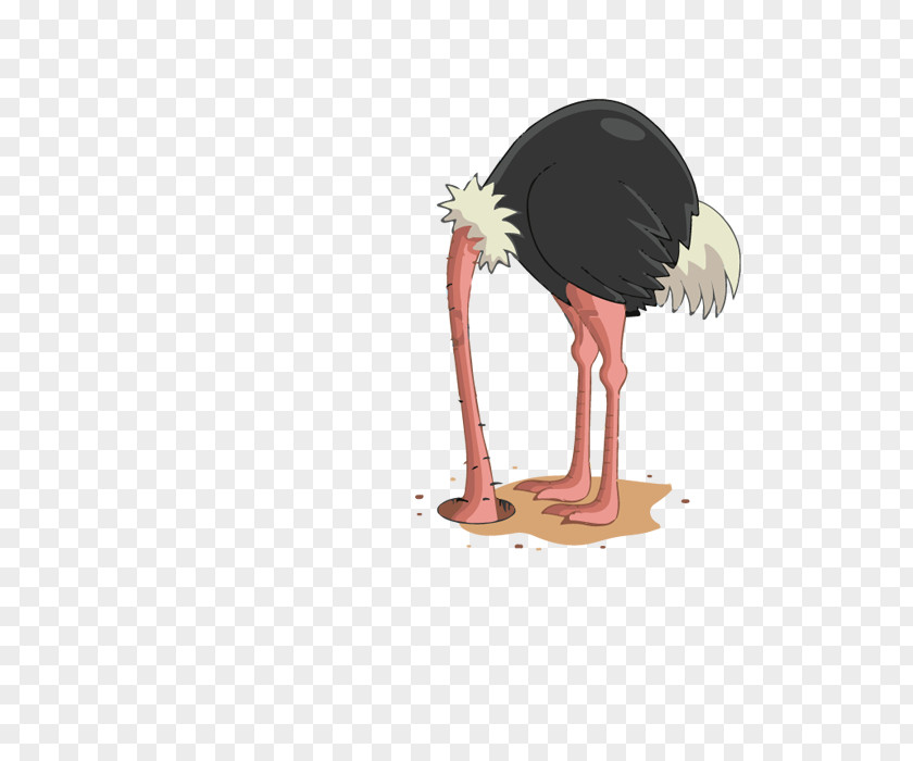Ostrich Common Flightless Bird Ratite Dino Dreams PNG