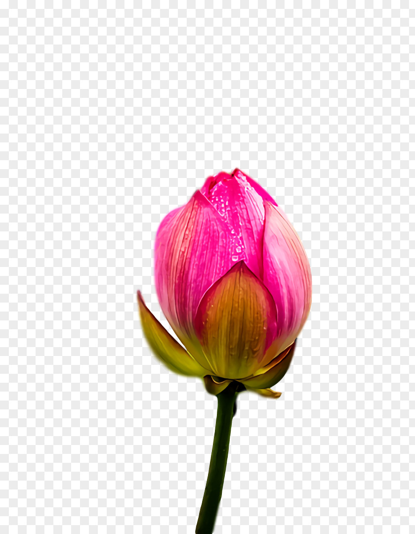 Tulip Plant Stem Cut Flowers Petal Bud PNG