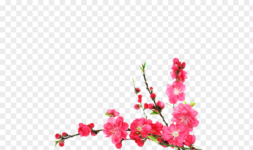 Cherry Blossom Flower Stock Photography PNG