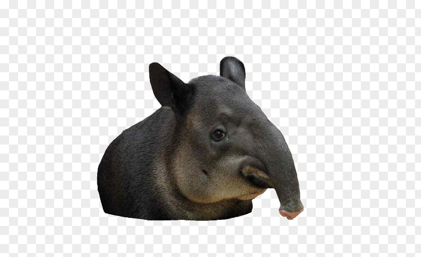Dog Tapir Animal Lingula Pig PNG