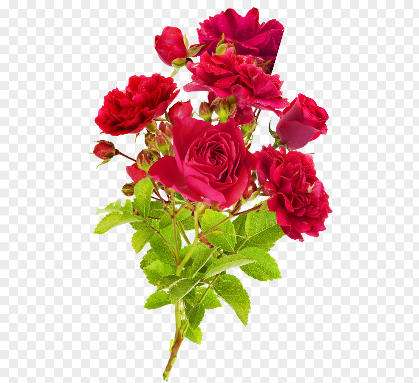 Flower Garden Roses Cut Flowers Cabbage Rose Suvelilled PNG